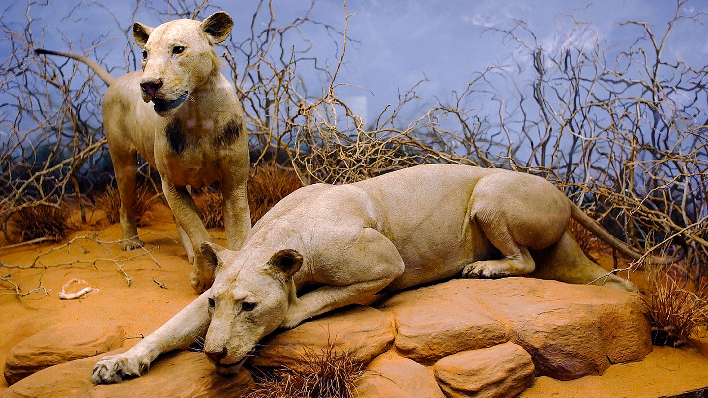 A museum diorama of two infamous 19th century lions. One is crouched in the foreground in what appears to be a hunting pose, while the other appears to be running towards the scene.