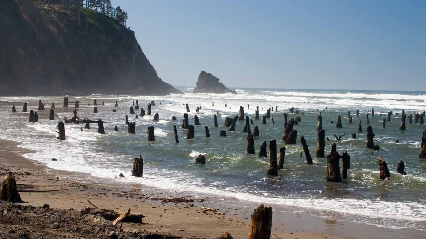 A bunch of logs emerge from the waves on a beach.