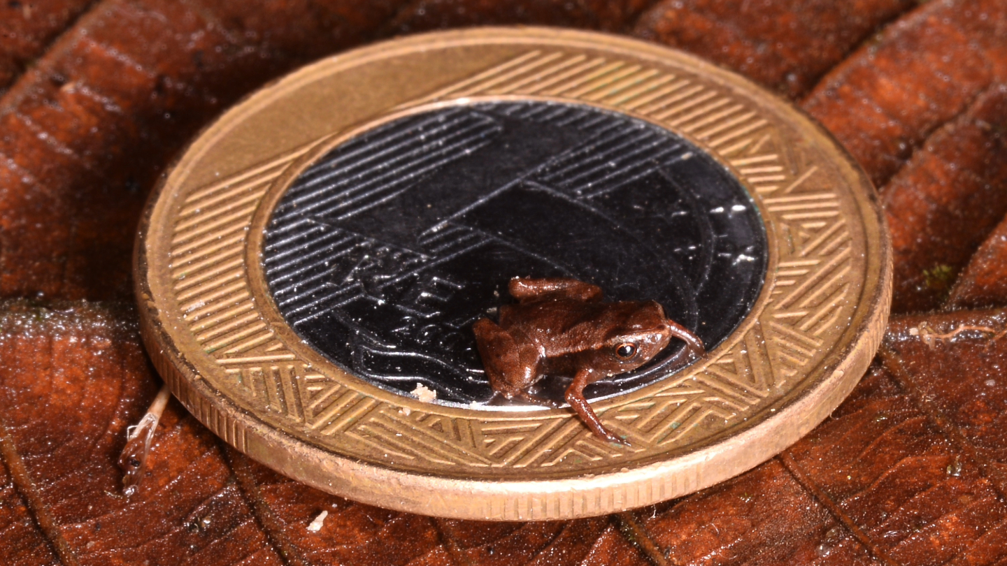 A small brown frog stands in the center of a genuine Brazilian coin.