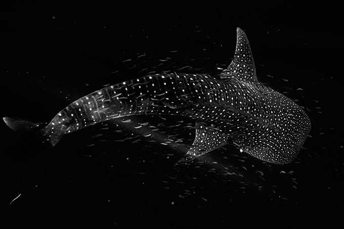 An air view of a massive, sprinkled whale shark